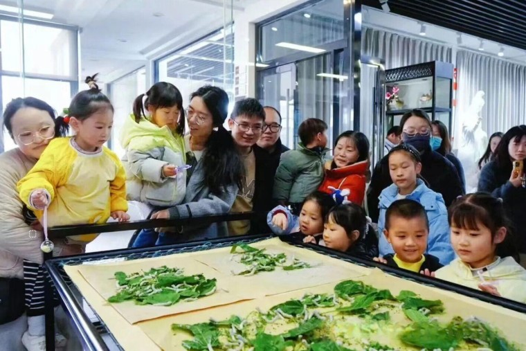 苏州三六六青少年趣味实践营|喂蚕缫丝+桑葚采摘火热报名中